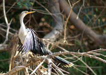 Anhinga, mâle